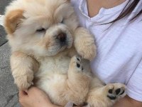 Safkan ayı yavrusu isteyene özel bir adet dişi chow chow