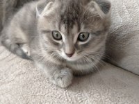 scottish fold kırık kulaklı güzel kızlarım