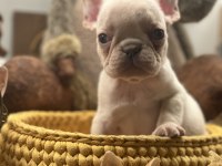 Full Şecereli French Bulldog Yavrular
