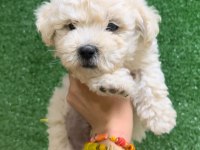 Kar beyaz bichon frise yavrular