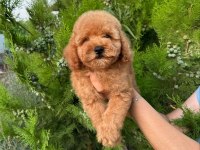 Show kalite teacup dişi maltipoo yavrularımız
