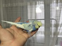 Dünyanın en nadir rainbow türü muhabbet kuşu
