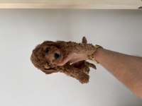 Dişi erkek poodle bebeklerimiz yeni ailelerini bekliyor