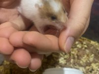 Hamster yavrularımız