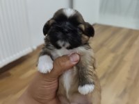 0 numara orijinal safkan şecereli shih tzu yavruları 3 erkek