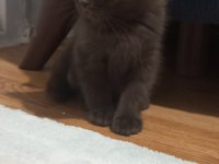 Bitter çikolata british shorthair