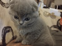 Scottish fold yavru