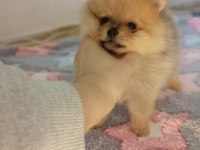 Orjinal pomeranian boo