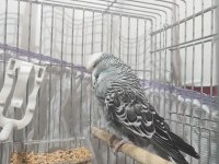 1 rainbow dişi 2 show jumbo erkek 1 show dişi muhabbet kuşu