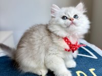 Kaliteli Silver White British Longhair Bebekler