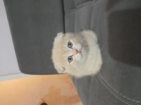 Scottish fold dişi kedimiz