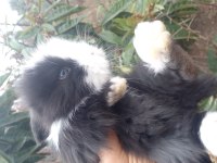 Sevimli teddy widder Tavşan yavruları