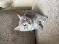 British Shorthair Silver