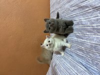 Top kafa orijinal british shorthair yavrular
