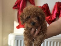 Poodle yavrularımıza yuva arıyoruz
