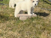 TÜRKİYENİN EN İYİ ALABAİ YAVRULARI