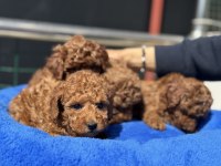 Yasal ruhsatlı çiftlikden toy poodle yavrularımız