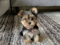 Mini minnak yorkshire terrier bebeklerimiz