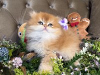 Yüksek kalite british longhair
