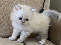 TESLİME HAZIR BLUE POİNT KEDİLERİMİZ