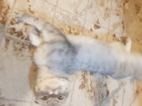 Sahibinden silver black scottish fold