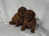 IRK VE SAĞLIK GARANTİLİ TOY POODLE DİŞİ