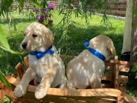 Sevimli golden bebekler