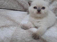 British Shorthair Yavru Kedimiz