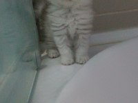 Tatli yavruya yuva arıyoruz british longhair