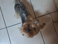 Teacup boy yorkshire terrier