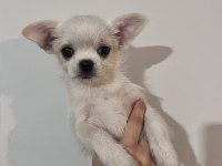 Chihuahua yavrular 4 aylık