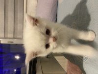 Erkek british shorthair safkan