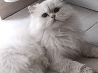 Silver point british longhair
