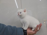 Golden point British shorthair erkek