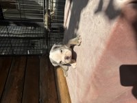 Egzotik şecereli muhteşem anatomi ingiliz bulldog