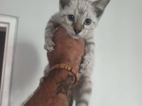 Bengal kedisi