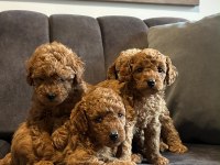 Tecap Poodle Yavruları