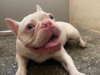 FULL BEYAZ MAVİ GÖZ PEMBE BURUN FRENCH BULLDOG