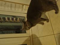 2 yaşındaki british shorthair kızımıza yeni yuva arıyoruz