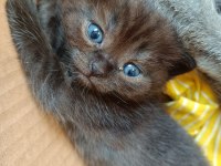 Blue point scottish fold
