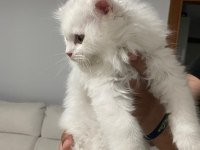 Son kalan iki scottish fold yavrumuza acil yuva arıyoruz