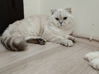 Eş ilanı scottish fold silver point oğlum