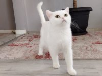 British Shorthair & Ns 11 Silver (1.5 Yaşında Prensesler)