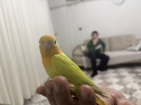 Yeme düşmüş yavru papağanımız