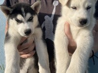 Orijinal Husky Yavruları