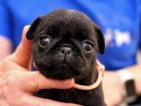 Pug Safkan