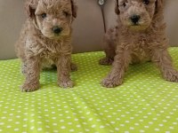 Toy poodle
