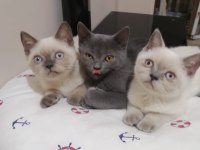British shorthair iki buçuk aylık yavrular