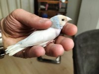 Mavi silver takım hazır ispinoz