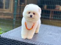 Pamuk Şekeri Pomeranian Boo